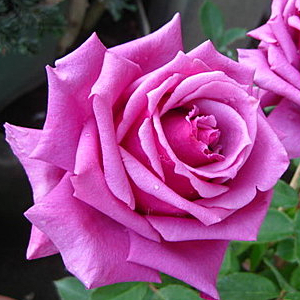 《紫雲》🈶貨🌹 玫瑰花盆栽苗 🌹 玫瑰苗 🌹 玫瑰花苗 🌹 玫瑰盆花 🌹玫瑰花🌹