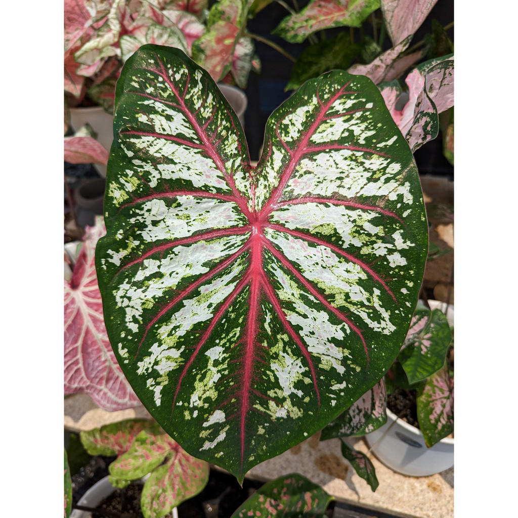 開心農元-觀葉植物- 慶典彩葉芋 Caladium Celebration