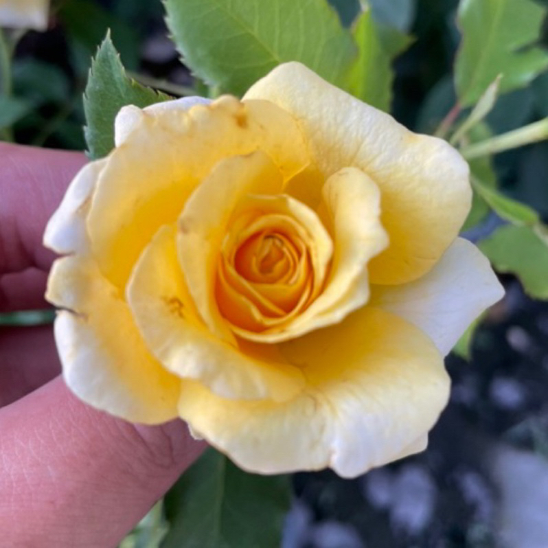 《小新黃》🌹 玫瑰花盆栽苗 🌹 玫瑰苗 🌹 玫瑰花苗 🌹 玫瑰盆花 🌹玫瑰花🌹