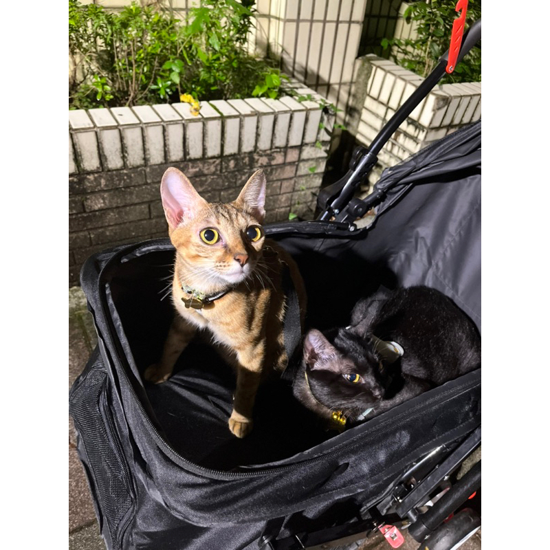 寵物推車 二手 黑色