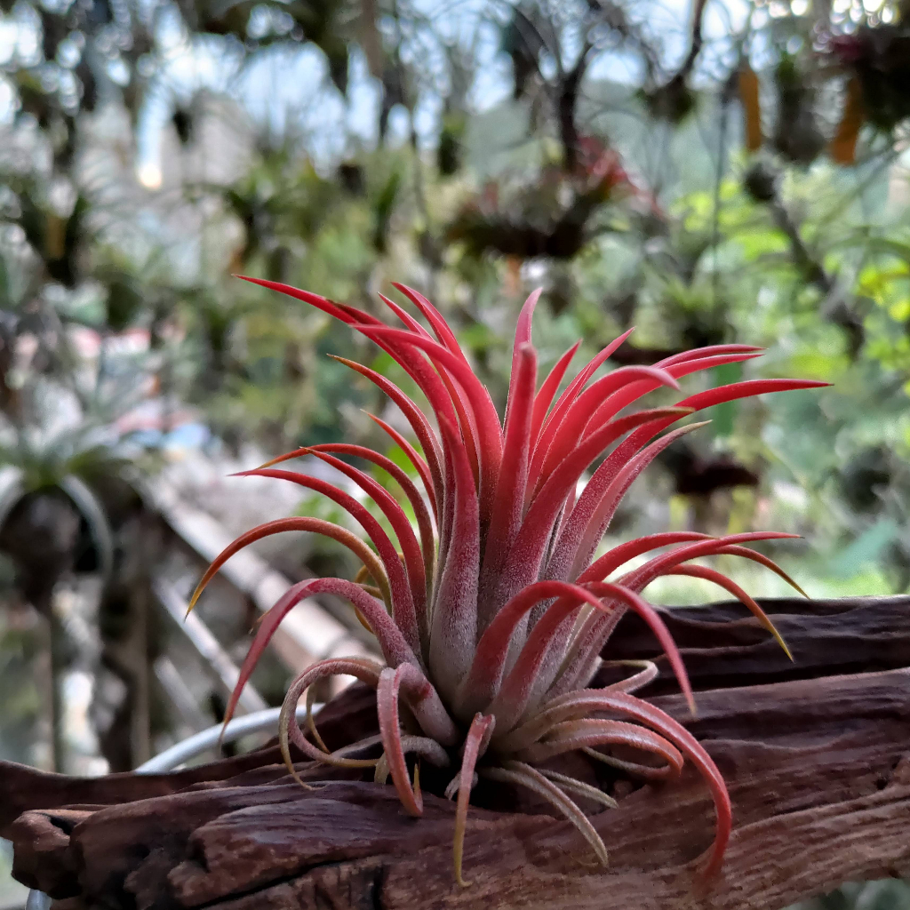 空氣鳳梨 Tillandsia ionantha rambutan  紅毛丹小精靈