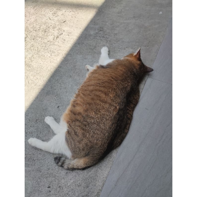 陸地版海參🌷有億點點胖胖ㄉ貓貓