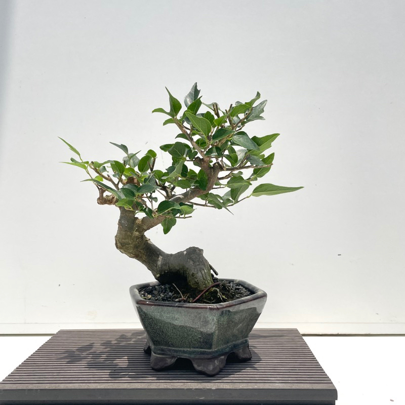 利根さび石（平形:約95cm×50cm） 【10％OFF】 - vidaclube.com.br