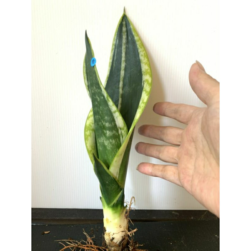 6 霸王 虎尾蘭 植物