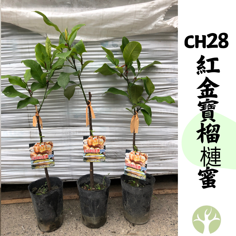 ［農夫世家］特殊品種榴槤蜜 CH28 紅金寶 焦核度高 紅肉 榴槤蜜  樹苗 果樹 苗 純正 專業嫁接