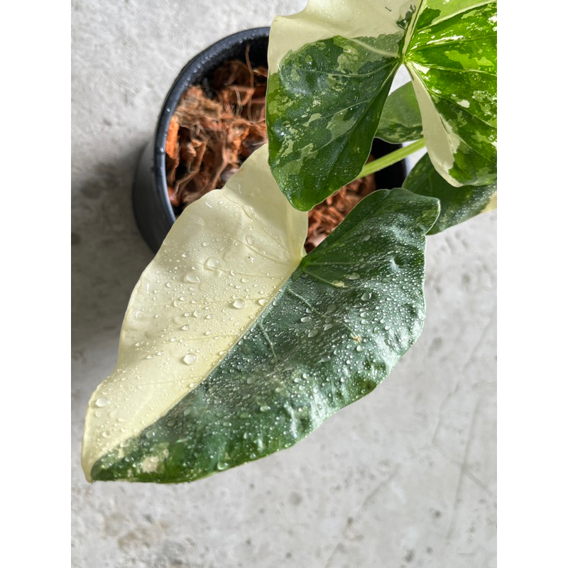 雲斑葉姑婆芋｜Alocasia odora Variegated🌿植悟誌 6吋盆