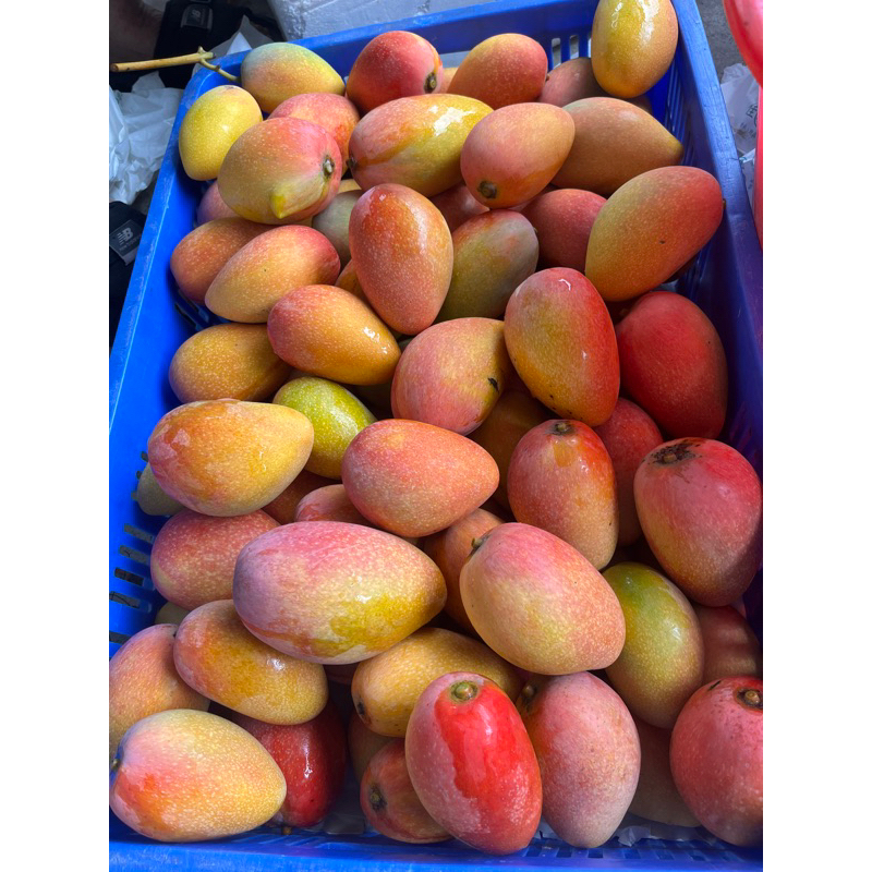 芒果~總統一號芒果 ~農民黨一號芒果~ 福爾摩沙當季新鮮限量水果~ 小芒果