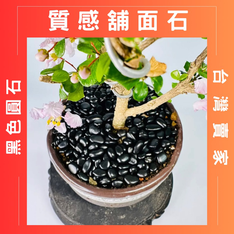 花盆王 知雨若泥 黑色石頭舖面石鵝卵石•塊根植物龍舌蘭仙人掌 枯山水園藝介質資材•魚缸水族造景裝飾•迷你烤蕃薯場景黑扁石