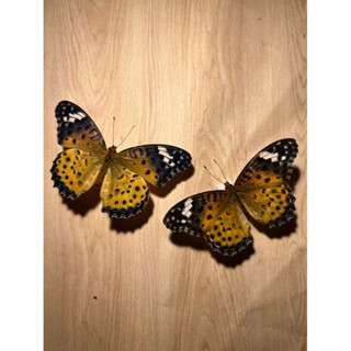 【現貨】🦋黑端豹斑蝶🦋豹斑蝶蝶 蝴蝶 昆蟲 模型 乾貨三角紙包裝 #非活體 #類模型 #藝術品