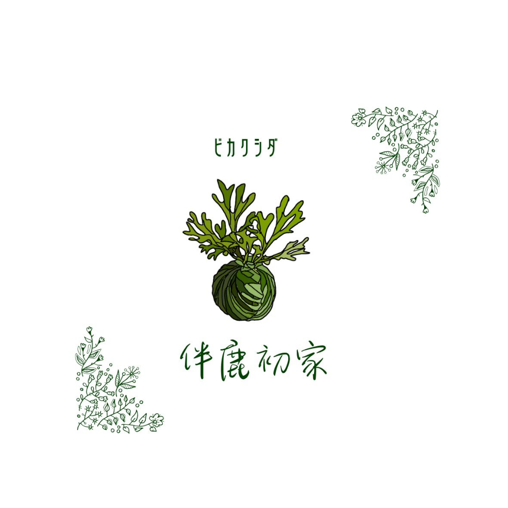 「伴鹿初家」鹿角蕨 P. HANABI 花火 上板#2  網紅 文青風 療癒小物 淨化空氣綠色植物 園藝治療