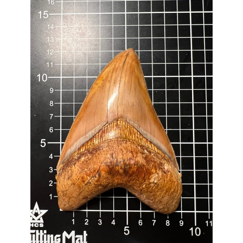 印尼 O. megalodon 巨齒鯊 鯊魚牙齒化石 頂級