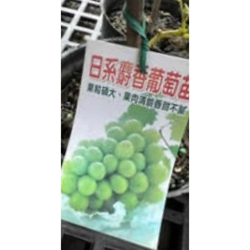 日本麝香 葡萄/4吋苗植袋～果樹苗木🍇