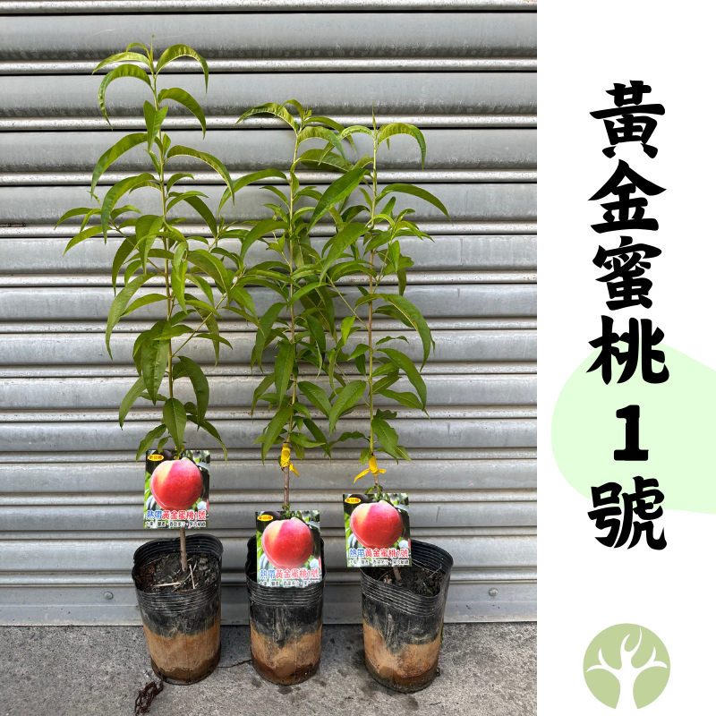 ［農夫世家］🍑 黃金蜜桃1號 新品種 蜜桃 早生大果 黃肉 單棵受粉 嫁接苗 熱帶品種平地種植  樹苗 果樹 苗 水蜜桃