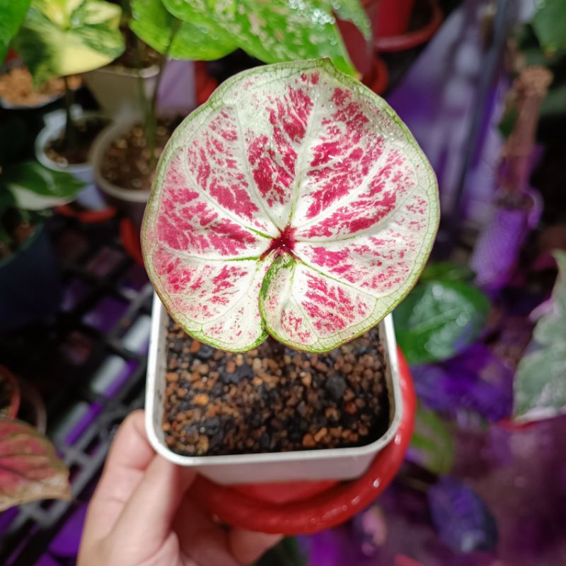 泰彩 泰國 和牛 彩葉芋 圓葉和牛 如圖 一物一拍 caladium