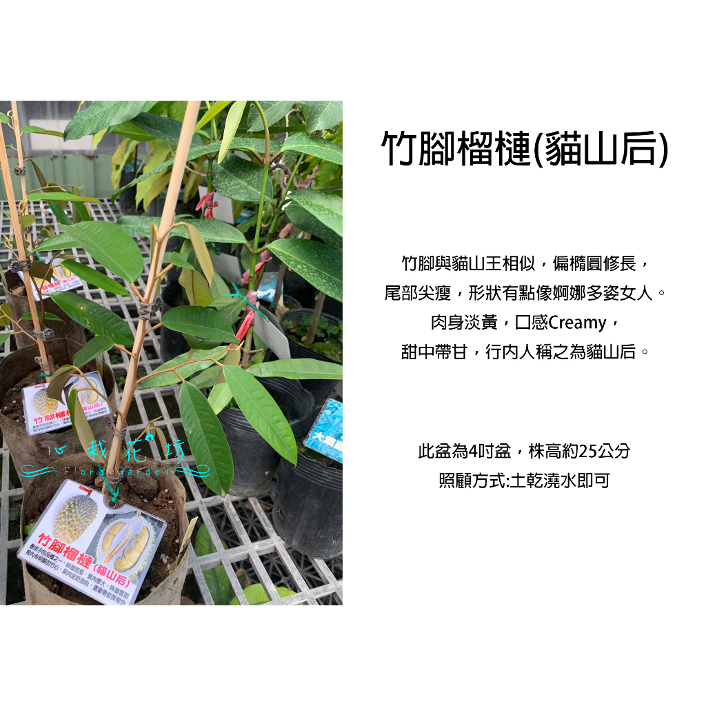 心栽花坊-竹腳榴槤/貓山后榴槤/榴槤品種/4吋/熱帶水果之王/嫁接苗/水果苗/售價2500特價2000