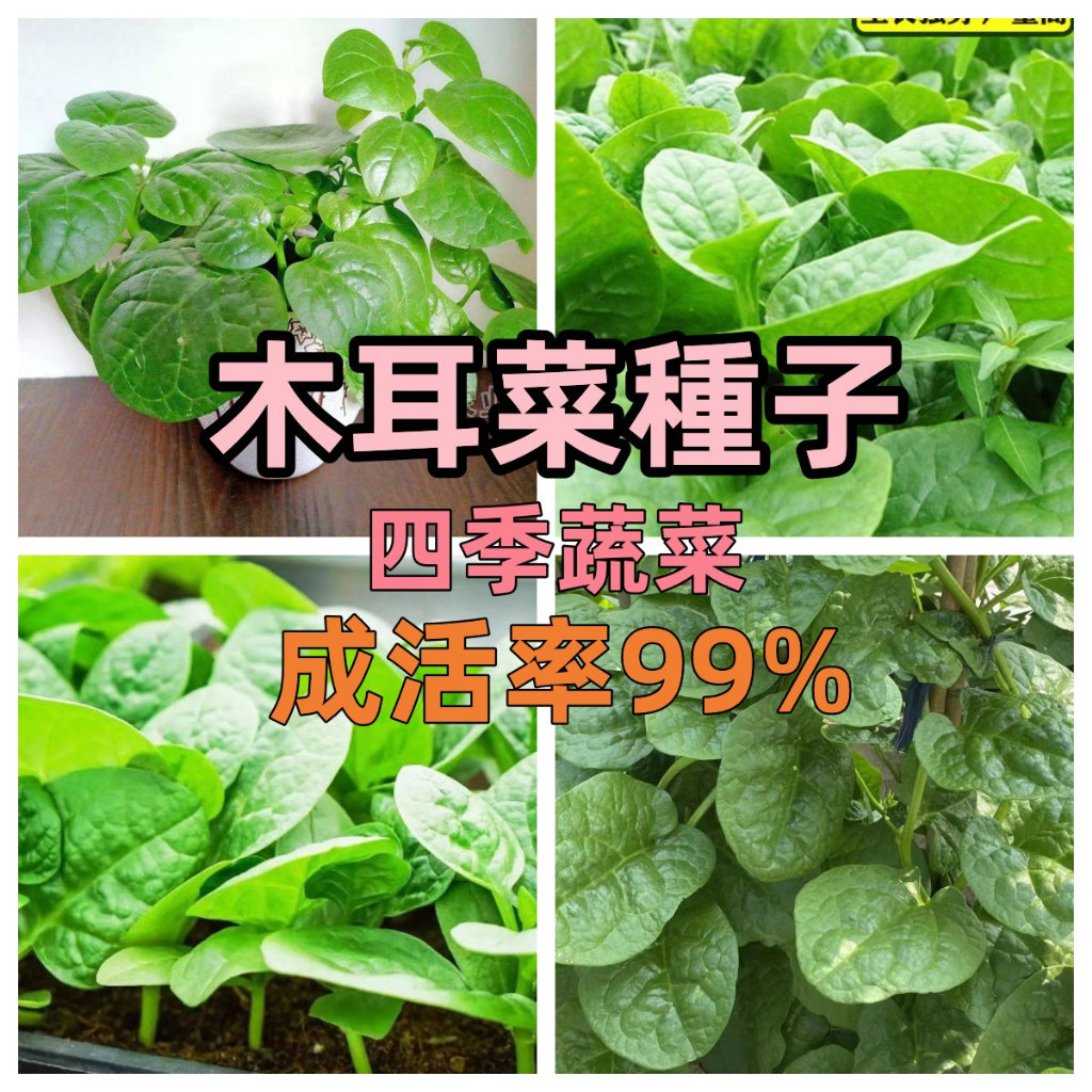 新店大酬客🔥【木耳菜種子】四季種植高鈣紫藤木耳菜種子圓業木耳菜種子軟漿業耐熱耐雨一次種植多次採摘庭院陽台盆栽速發