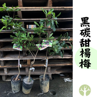 ［農夫世家］新品種 楊梅 黑碳甜楊梅 靠接處理 可單棵種植 黑炭楊梅 甜品種 樹苗 果樹 苗