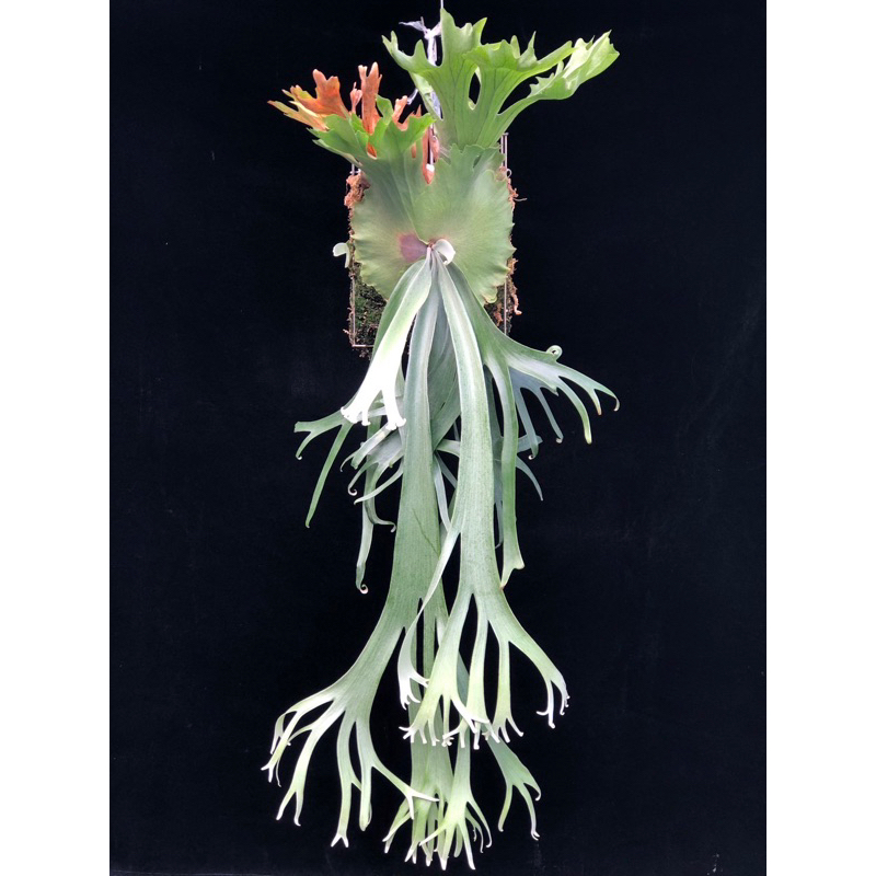 P.willinckii Leonidas 【artPLANTs】ビカクシダ/Platycerium