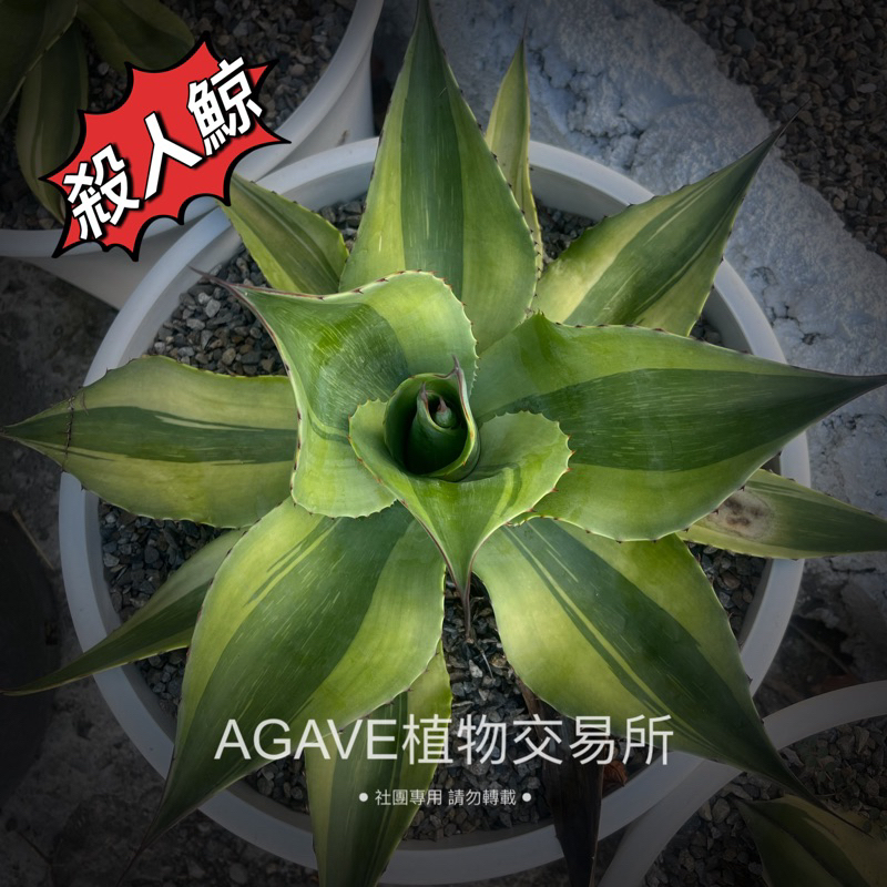 殺人鯨(販售正側芽) 非TC組織苗 AGAVE 龍舌蘭專門店