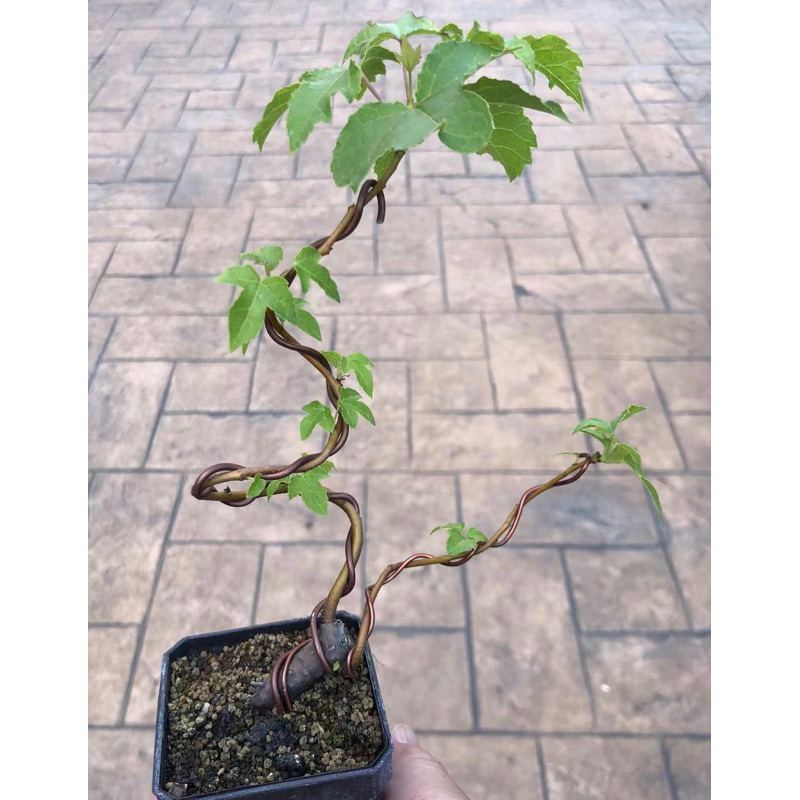 楓盆栽的價格推薦- 2025年10月| 比價比個夠BigGo