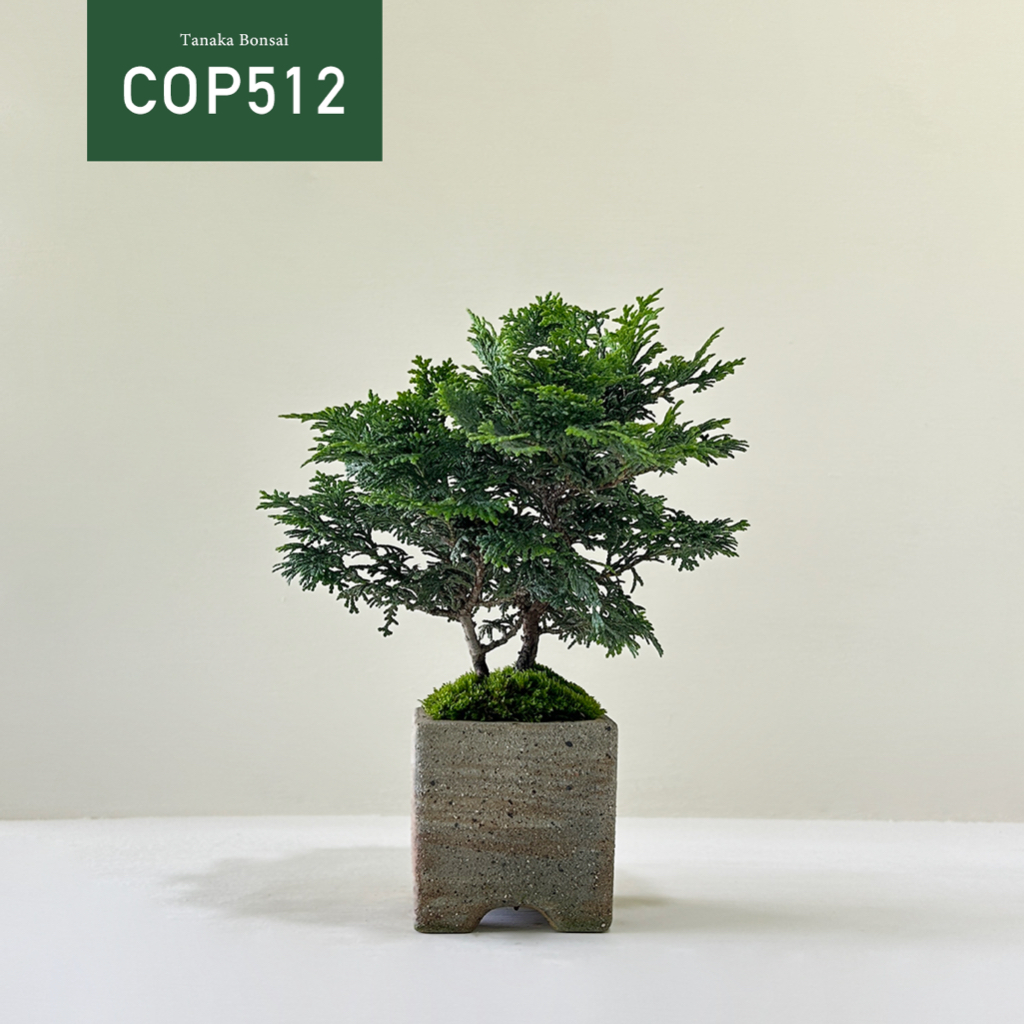 【Tanaka Bonsai】COP512 日本青檜｜松柏盆栽