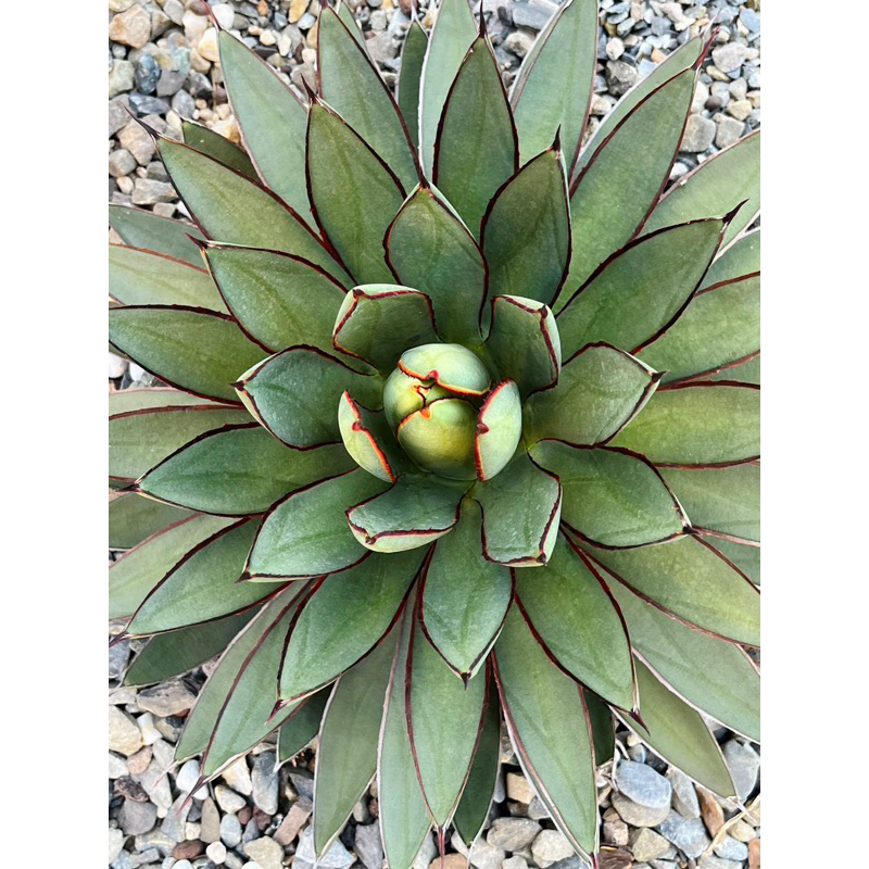 多肉植物-龍舌蘭（Agave)-曙光