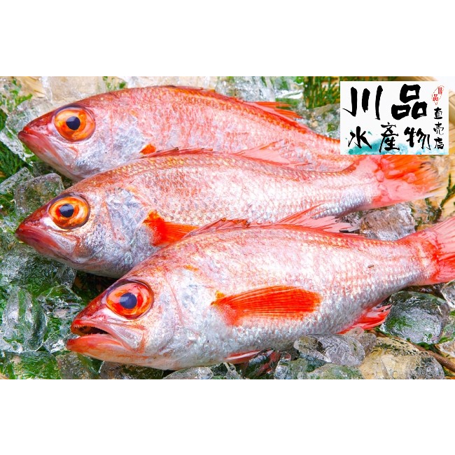 【川品】大溪紅喉魚 赤鯥 三去真空包裝 令人著迷的魚油清香 餐廳的上乘魚種