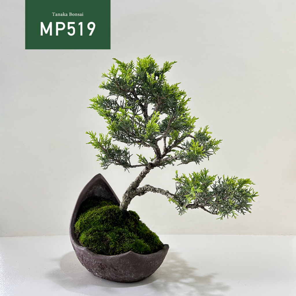 【Tanaka Bonsai】MP519 宮阪系魚川真柏盆景 ｜松柏盆栽