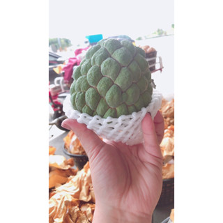 ⭐️大目釋迦sugar apple ⭐️臺東太麻里自產自銷👍🏻小果果 5-10斤💯免運