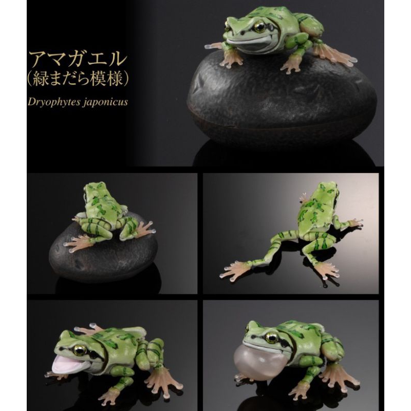 《日本雨蛙＆守宮！生物大圖鑑》BANDAI 萬代 螞蟻 獨角仙 甲蟲 昆蟲 鍬形蟲 螳螂 雞母蟲  環保扭蛋 扭蛋