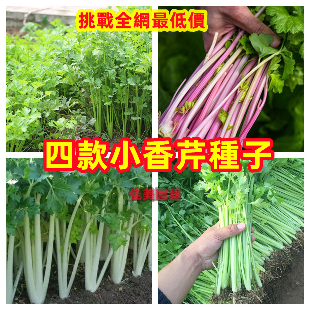 🥬🥬四款小香芹種子 四季蔬菜種植庭院陽台芹菜菜園種子超高發芽率一元一粒