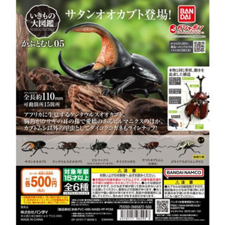 🔥現貨 獨角仙 P5 05 生物大圖鑑 昆蟲 甲蟲 扭蛋 模型 公仔
