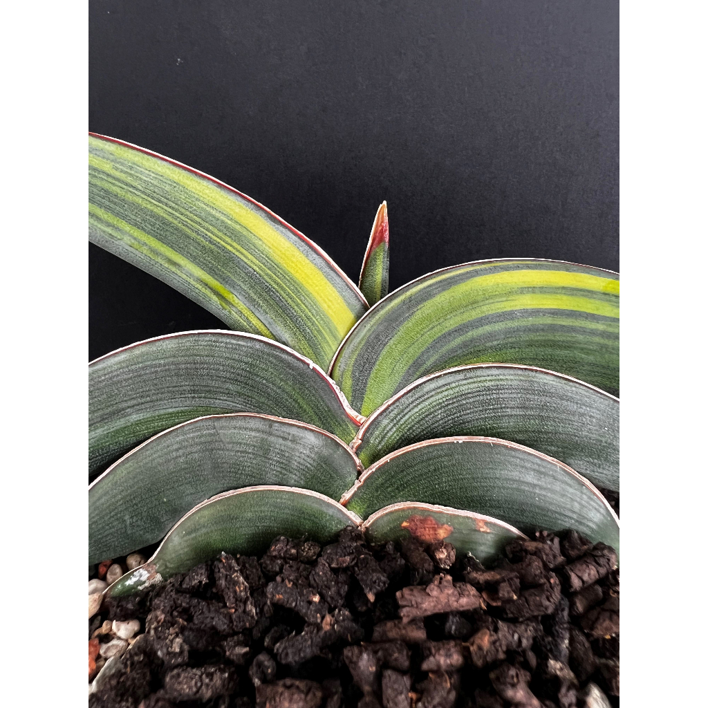 虎尾蘭Sansevieria Rorida鳥嘴(目前無錦)