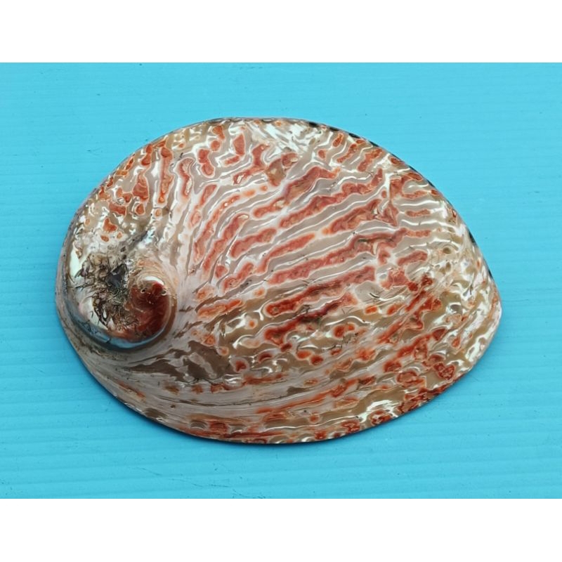 【阿草雜貨舖】-＊嚴選南非鮑螺 鮑魚貝殼 加工藝品＊- 長約：15.5公分，寬約12.6公分