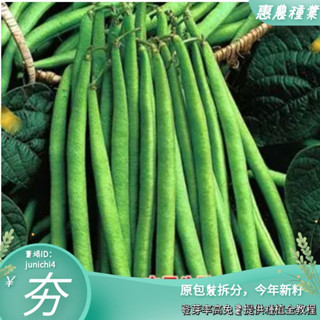 四季豆種子地豆種子早熟豆角春夏鞦菜豆虹豆矮生無架豆蔬菜種孑【惠農園藝】