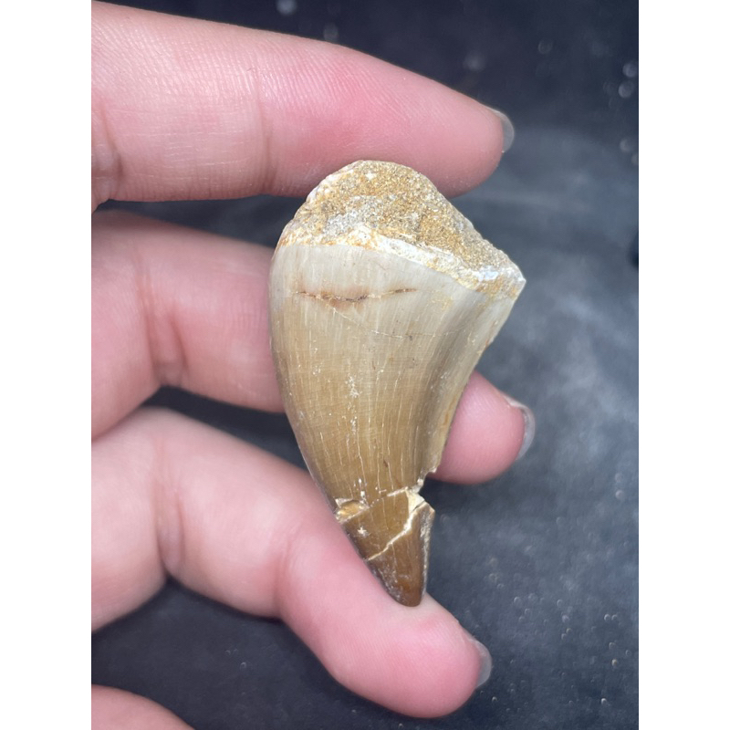 P2310 天然化石原礦 蒼龍牙化石 滄龍牙化石 擺件 收藏品