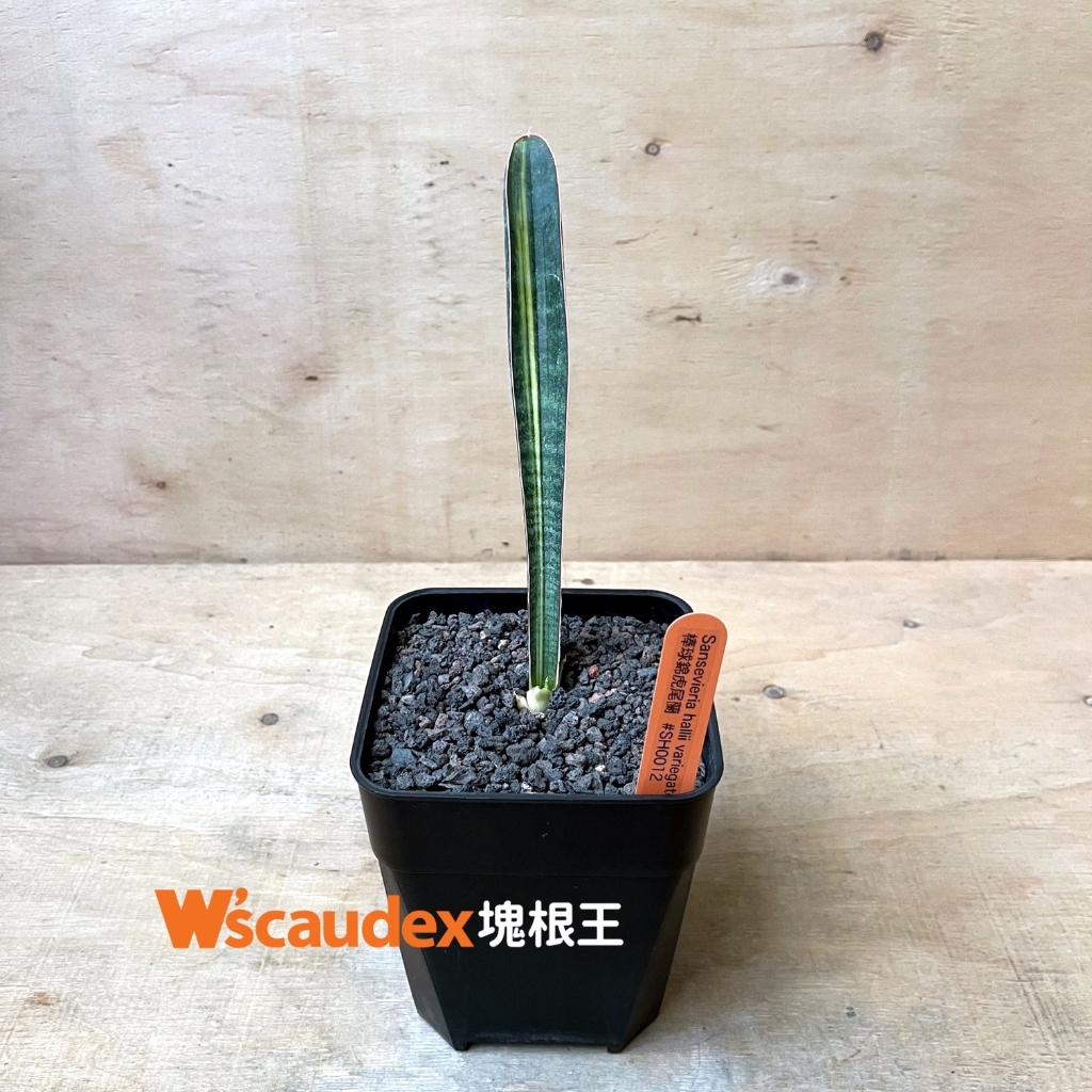 多肉植物 Sansevieria hallii variegated 球棒錦虎尾蘭