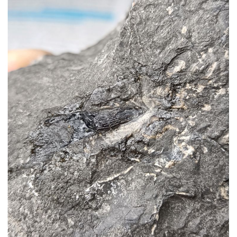 [程石] 中國貴州  魚龍牙齒化石