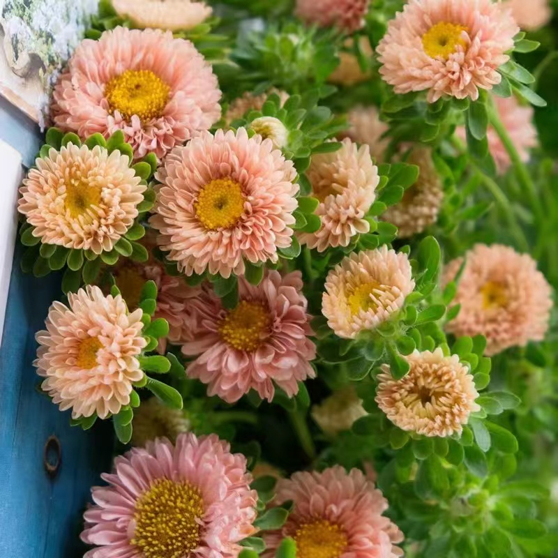 矮翠菊種子四季開花多彩糖果菊花種子室內陽台庭院易種植花種子