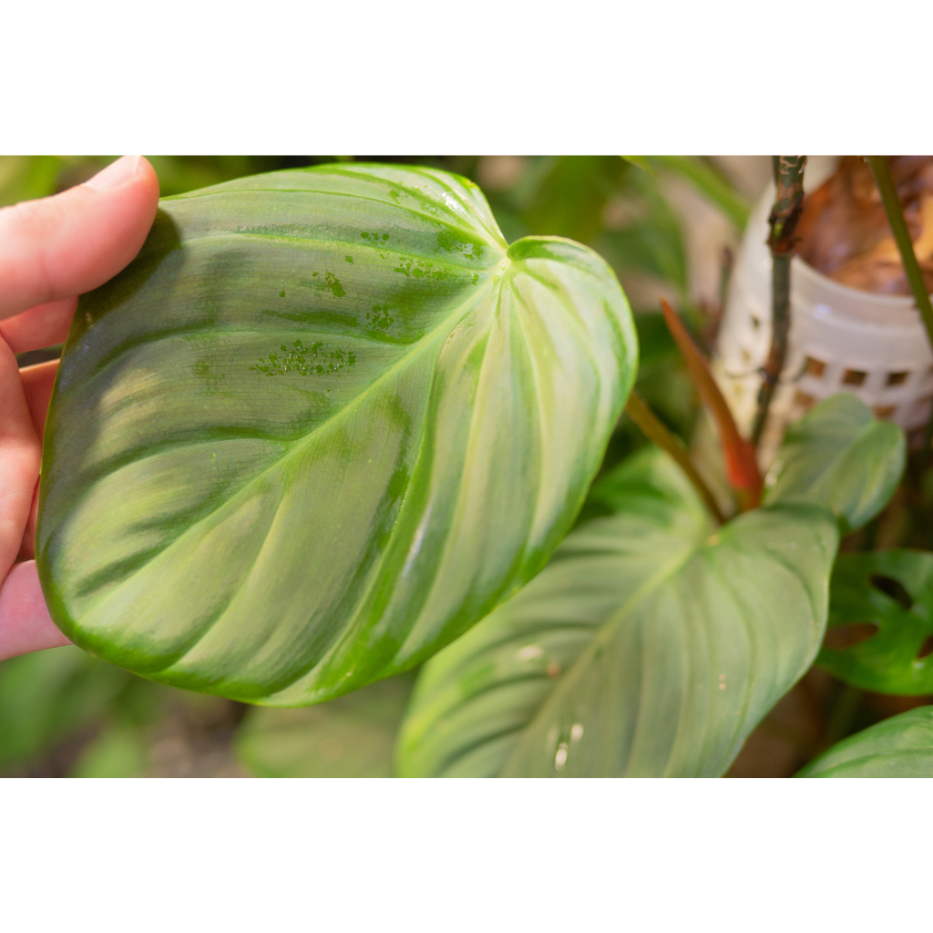 🌿Philodendron sp.綠毛柄蔓綠絨觀葉雨林植物盆栽