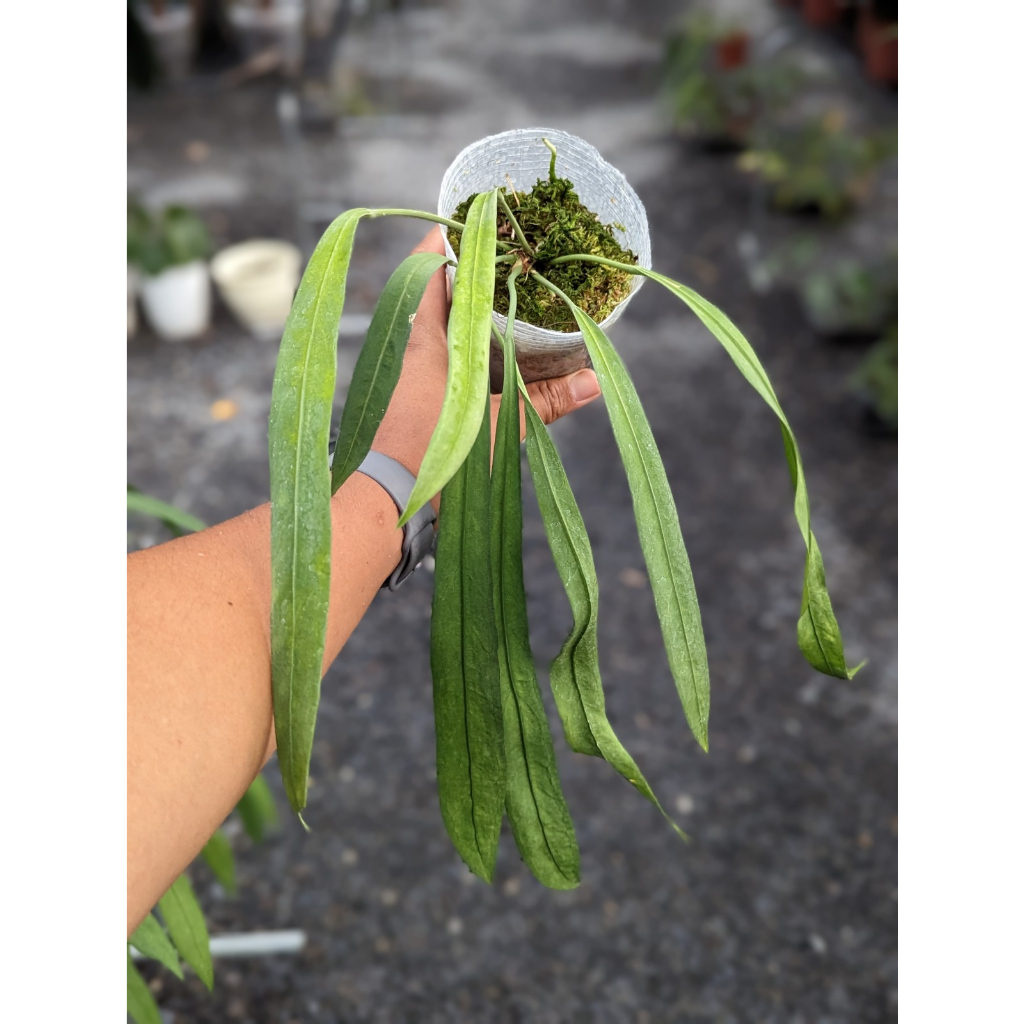 開心農元-觀葉植物- 漂帶火鶴 Anthurium vittariifolium