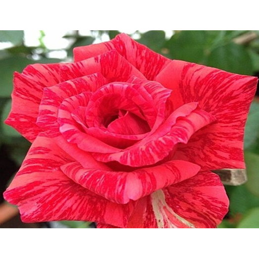 《紅色直覺》🈶貨🌹 玫瑰花盆栽苗 🌹 玫瑰苗 🌹 玫瑰花苗 🌹 玫瑰盆花 🌹玫瑰花🌹