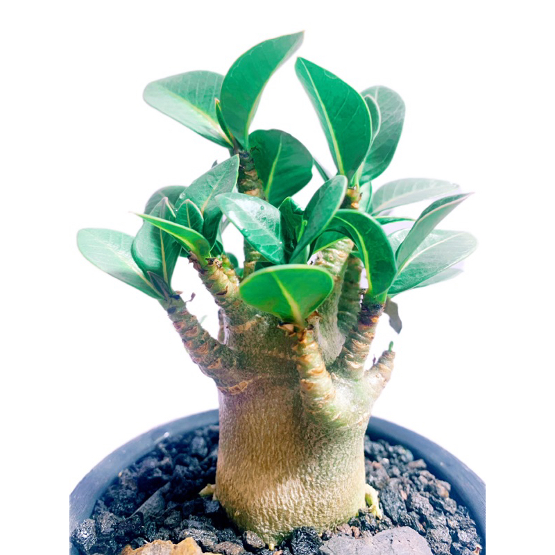 Adenium Arabicum-Godji/哥吉拉沙漠玫/精品美型/潮流/塊根/超美穩根釋出/非台產短柄