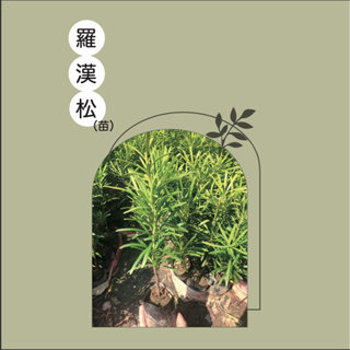 嘉興園藝/JIA SING GARDENING /羅漢松（苗）/觀葉植物/圍籬植物