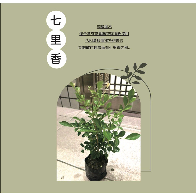 嘉興園藝/JIA SING GARDENING /七里香/月橘/綠色圍籬/庭園用樹