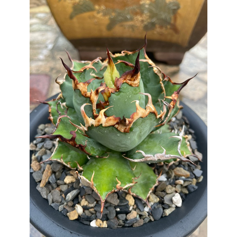 Agave titanota凱撒嚴龍側芽龍舌蘭多肉 塊根 鬼棲閣 象牙宮 凝蹄玉 象足漆 白鯨 黑帝斯黑火 紅貓