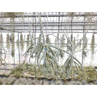 綠房子空氣鳳梨 樹猴 Tillandsia duratii