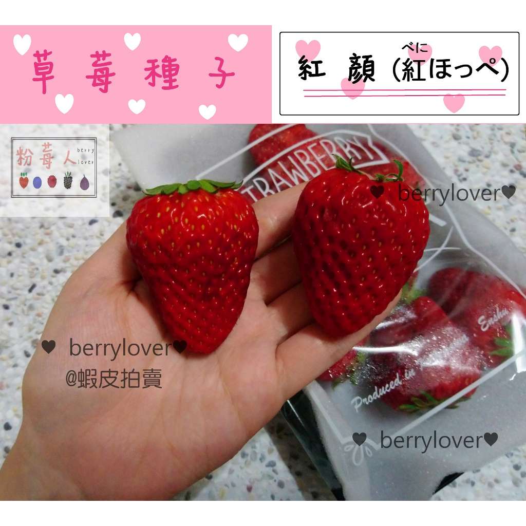 ❤️粉莓人🖤日本草莓  草莓種子 紅臉頰 紅顏