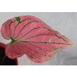 玫森 粉紅佳人彩葉芋 范妮曼森  3吋盆 觀葉植物