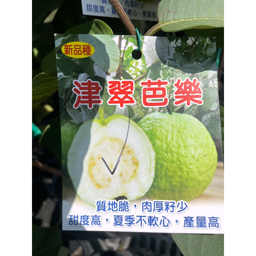 ★ 逗花枝玩 ☆  水果苗 津翠芭樂 (津翠拔)  4吋